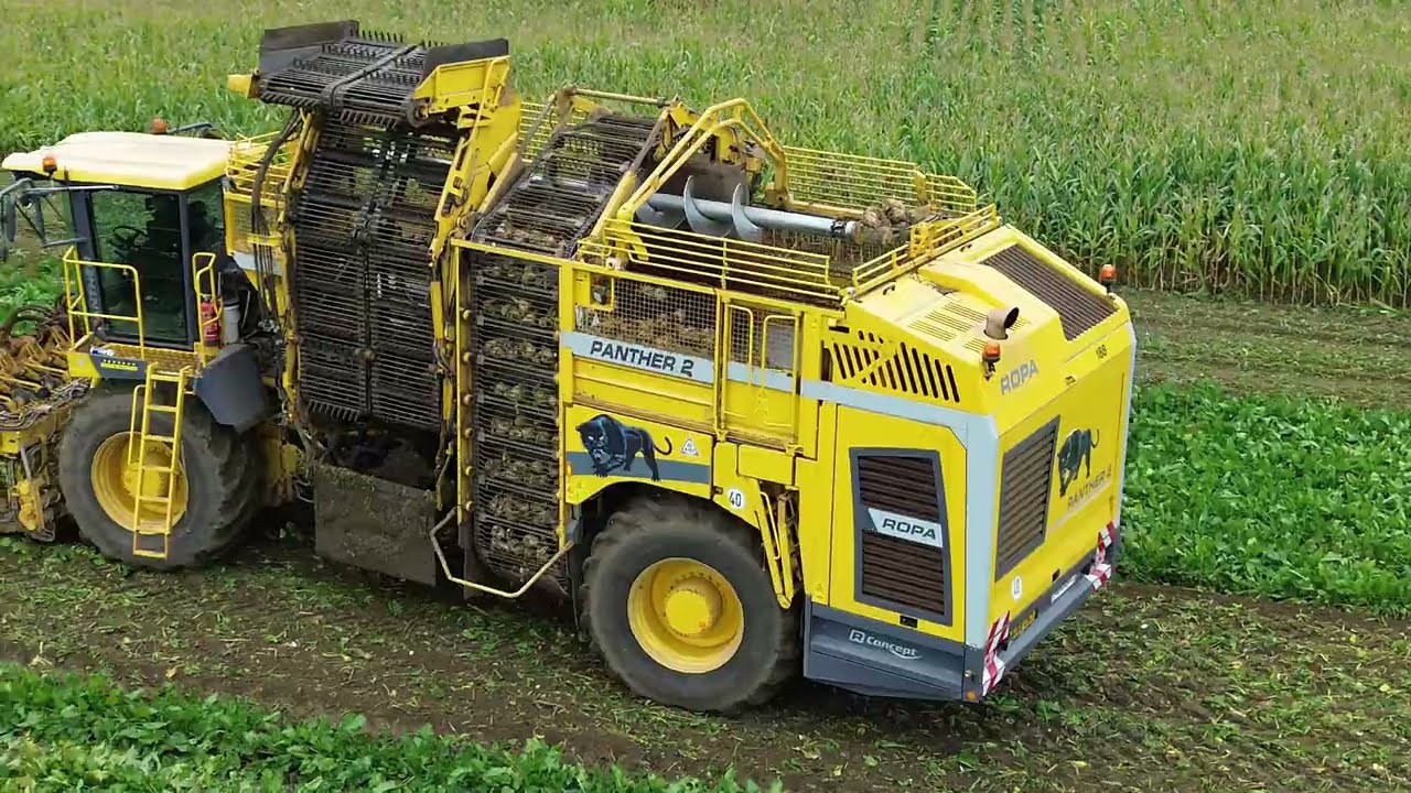 ROPA PANTHER 2 Sugarbeet Harvest 2025 Sugarbeet Harvester Melton Constable Norfolk