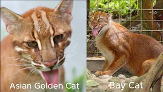 Bay Cat VS Asiatic Golden Cat