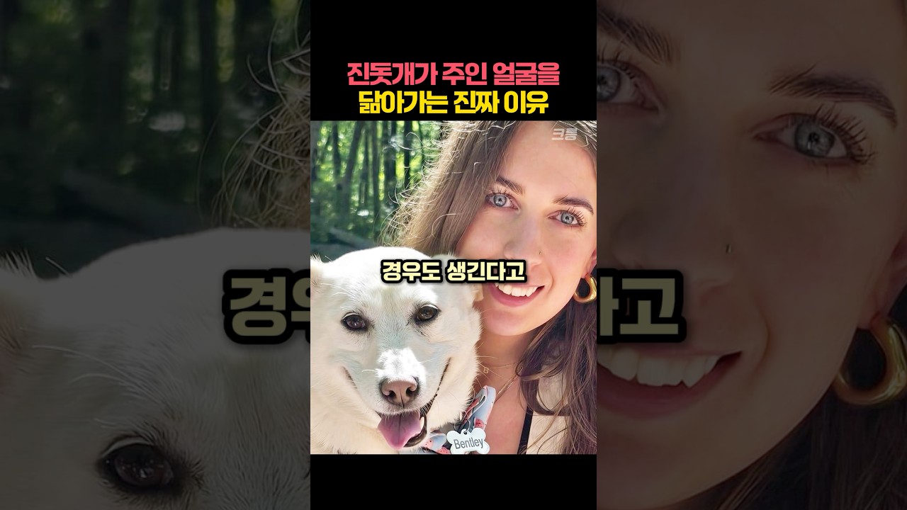 진돗개가 외국인 주인을 닮아가는 진짜 이유