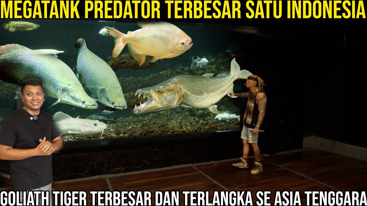 MEGATANK PREDATOR TERBESAR SATU INDONESIA GOLIATH TIGER TERBESAR DAN TERLANGKA SE ASIA I GIOVANDI