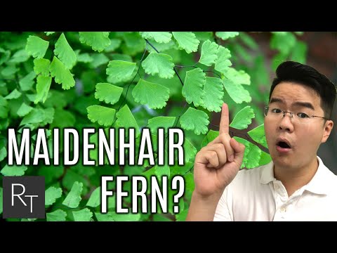 Vídeo: Maidenhair Fern Care - Como crescer uma samambaia Maidenhair