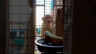 Download Lagu Monkey video 🐒🐒 #dangdut #coversong MP3