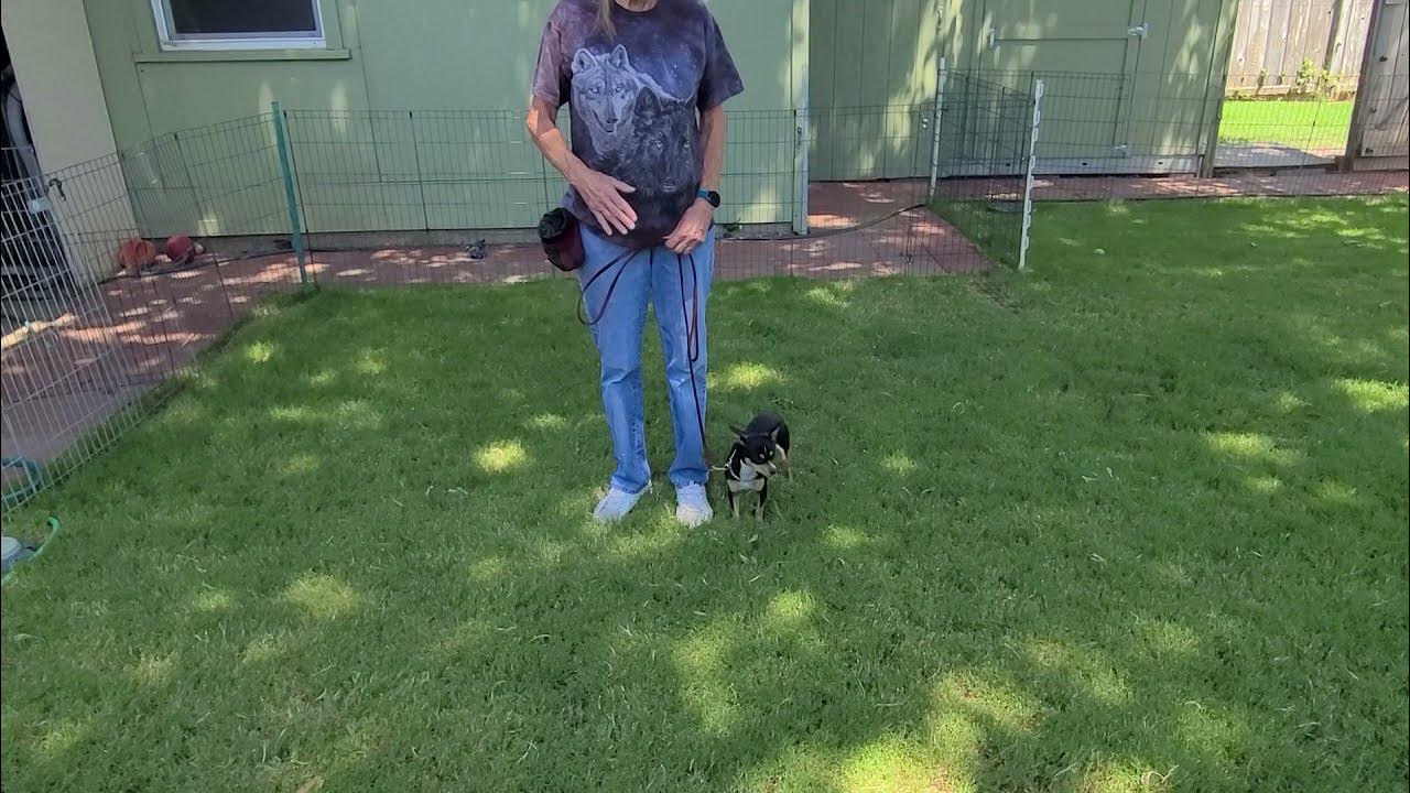 How to Train Your Dog the Stay "Down" Command Guaranteed Dog Training