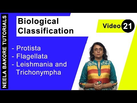 Video: ¿Qué causa Trichonympha?