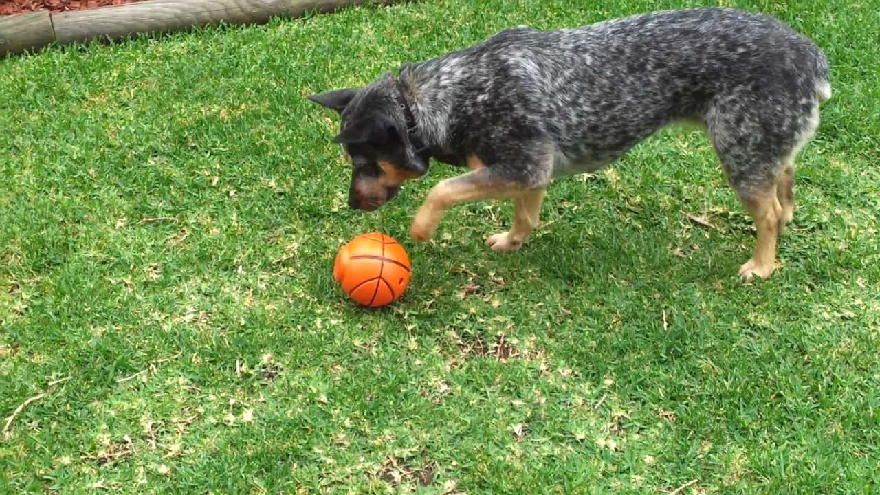 Australian Cattle Dog (Blue Heeler) Playing With New Homemade Dog Toy