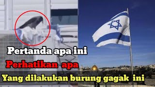 Viral burung gagak cabik cabik bendera Israel