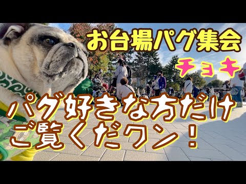 【パグ】パグばっかりの幸せ動画!第12回お台場パグ集会♬093✴︎とチョキ✌︎のパグへの取材♬