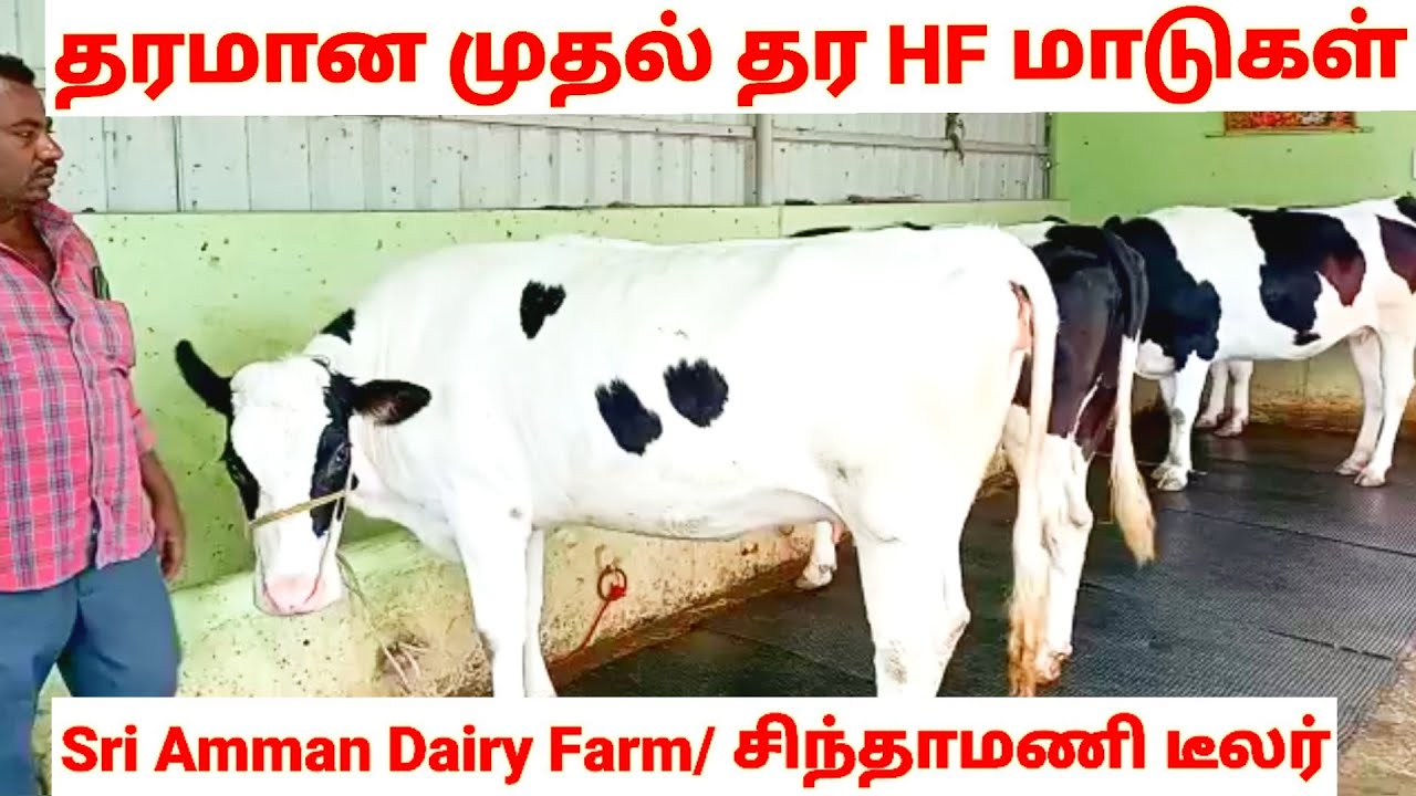 முதல் தரத்தில் HF மாடுகள்/Sri Amman Dairy Farm/HF cow for sales.