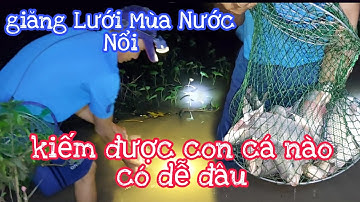 Giăng Lưới Mùa Nước Nổi,tiếp tục thăm lưới đêm tìm thức ăn nha cả nhà | vui miền tây vlog