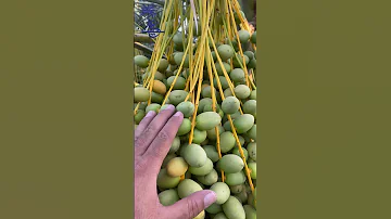 النخيل البرحي في مزارع تمورعلي نخيل برحي 