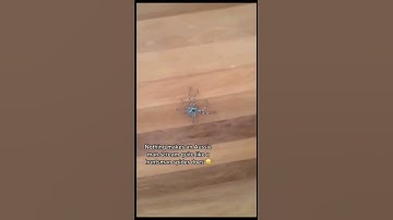 People playing with spiders 😬 #huntsmanspider #australia #australianspiders #scary #crazy #trending