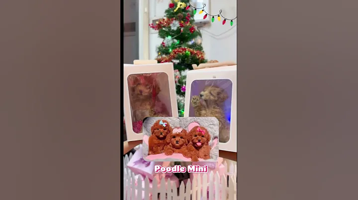 Video 9617771: british shorthair cat meets, cat first meeting, cat facts