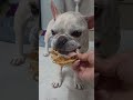 욕망의 주둥이 이순덕씨🐶 #강아지쇼츠 #puppy #애견영상 #강아지영상 #frenchbulldog #프렌치물독 #강아지일상 #강아지먹방 #먹방브이로그