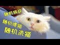 随机挑战洗猫，小肥猫气得四脚朝天，铲屎官还弄到伤痕累累