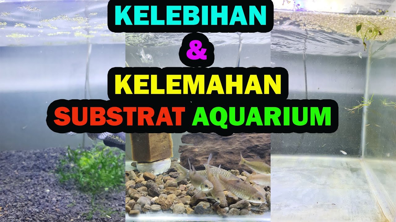 Kelebihan Dan Kelemahan Substrat Aquarium Youtube