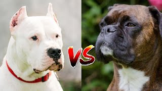 Dogo Argentino vs Boxer: Which breed will win? by Animella 747 views 4 months ago 4 minutes, 26 seconds