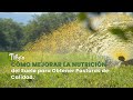 Cómo Mejorar la Nutrición del Suelo para Obtener Pasturas de Calidad - TvAgro por Juan Gonzalo Angel