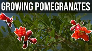 Growing Pomegranates: How to train for a tree or bush, Wonderful, Eversweet, Parfianka, Surh-Anor.
