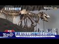 全球瘋搶恐龍化石 史上最大也最貴 暴龍Gus骸骨16億成交｜TVBS新聞 @TVBSNEWS01