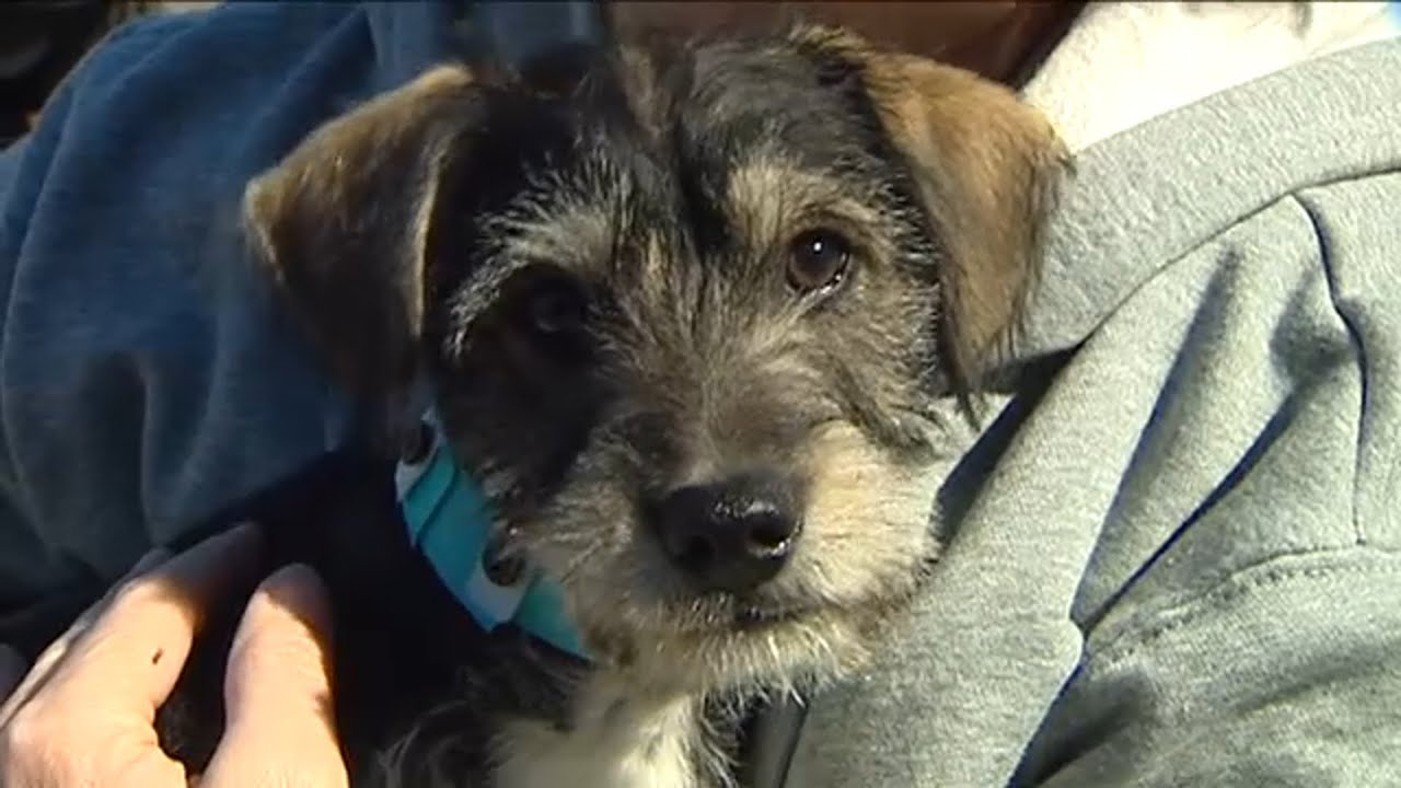 Puppy mills: New York lawmakers support bill banning sale of puppy mill dogs