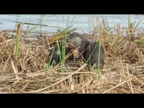 Los Monegros has a high concentration of otters. (Laguna de Sariñena) Author Alberto Gasquet Orradre