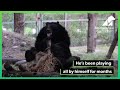 Lonely bear Bärack finally finds a friend
