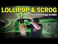 Lollipop &amp; Scrog - Maximale Erträge im DWC!