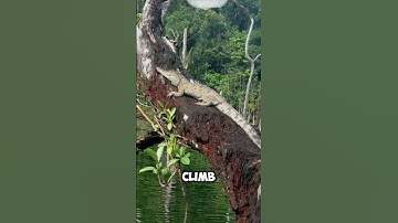 Alligators climbing trees🤨 #shorts