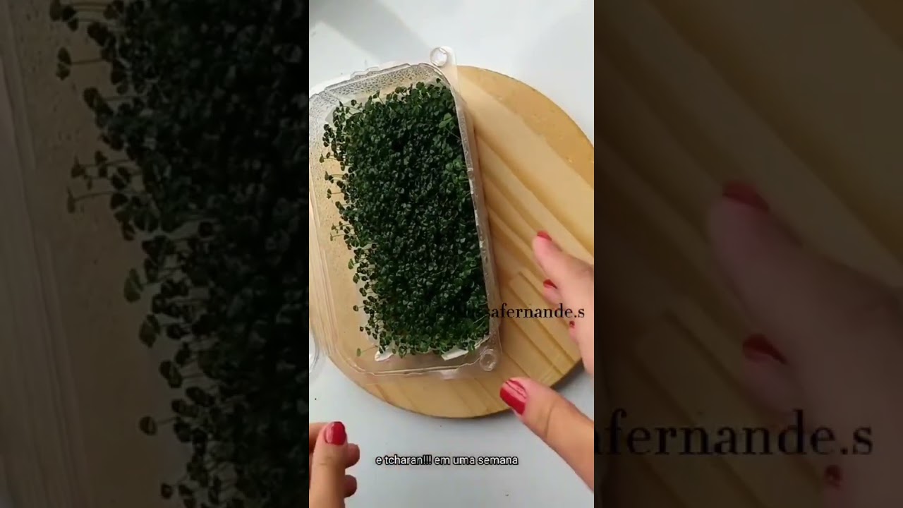 Microgreens - Broto de chia