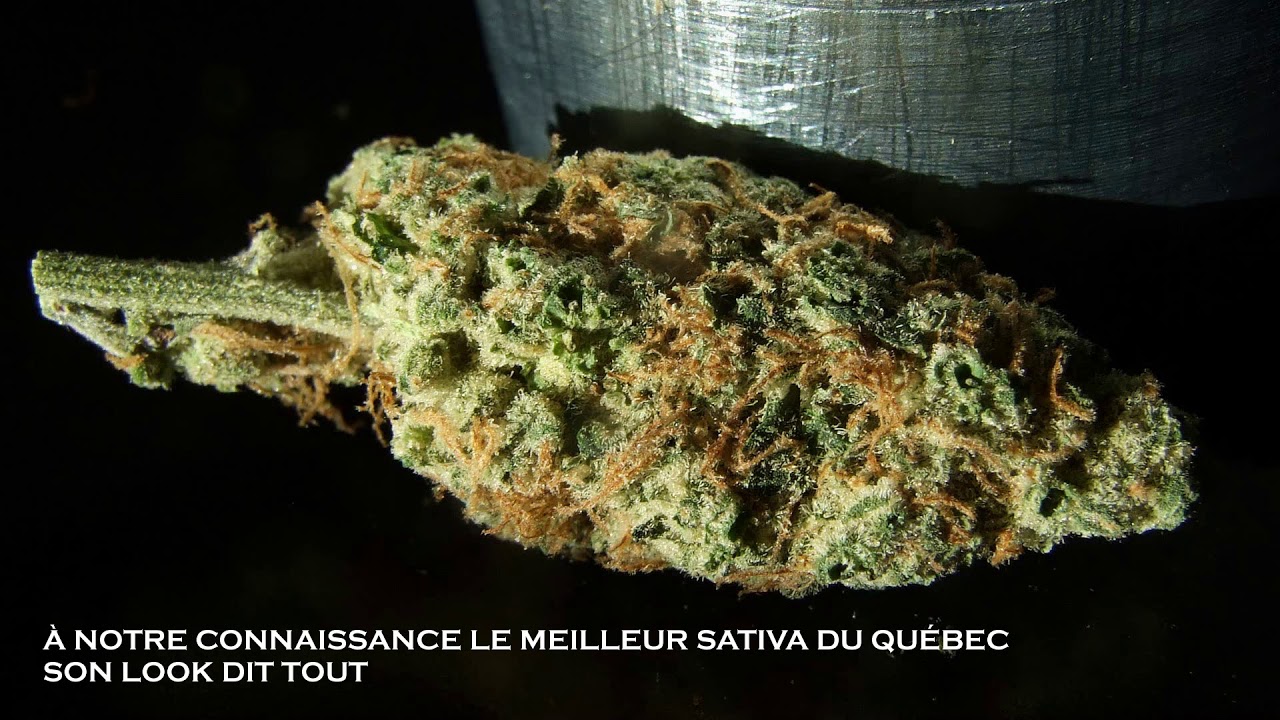 CERISE SUR LE FUNDAY DE FLEUR DE LISE - L'ÉLECTRO POT 007