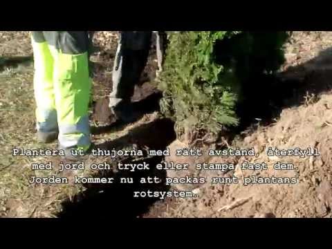 Video: Thuja Häck (28 Bilder): Vilken Thuja är Bättre För Ett Staket? På Vilket Avstånd Och Hur Man Planterar? Hur Gör Man En Grön Häck Runt Huset Med Egna Händer?