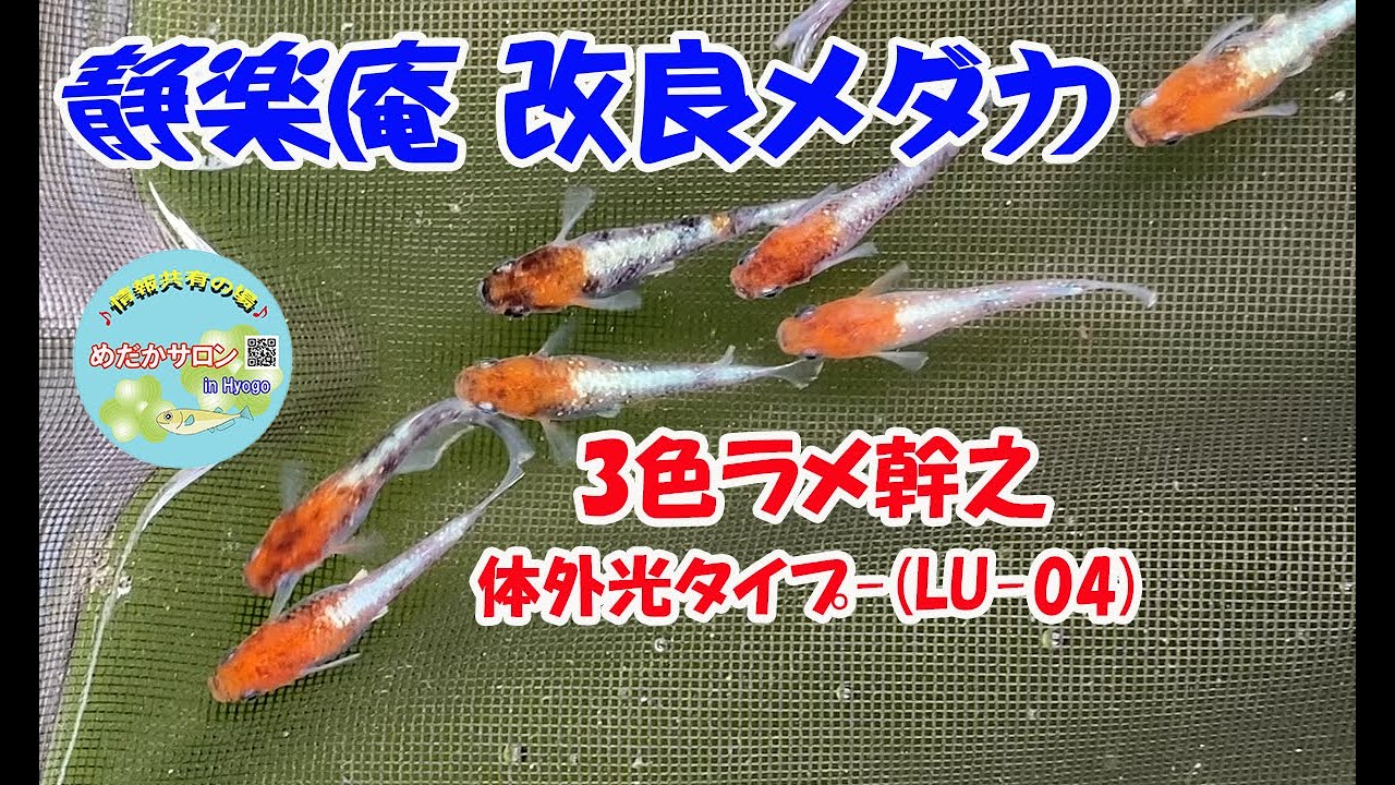 めだか　三色ラメ体外光　LU04 メダカ 静楽庵 | 3色ラメ幹之-体外光タイプ-(LU-04)