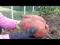 08-26-19 2019 Sweet Potato Harvest