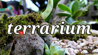 cara menanam cactus dan succulent agar terlihat lebih cantik  ||  Membuat terrarium