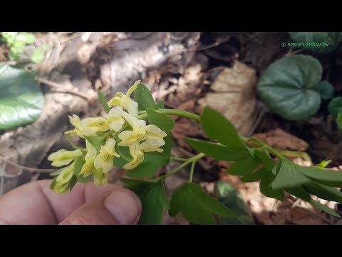 Vídeo: Corydalis