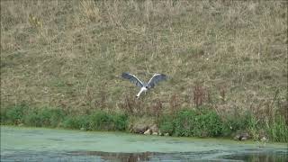 Herron attacking a Stoat.