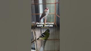 BAHAN MASTERAN MEWAH JINJING PETULAK VS SIRPU JANTUNG BESETAN TAJAM