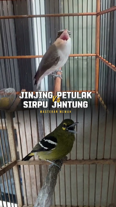 BAHAN MASTERAN MEWAH JINJING PETULAK VS SIRPU JANTUNG BESETAN TAJAM