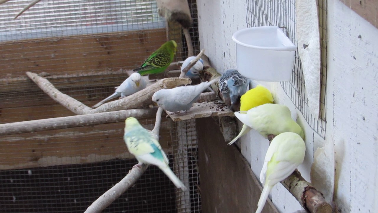 My Budgies are gnawing willow wood. YouTube