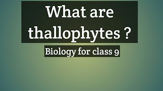 What are thallophytes
