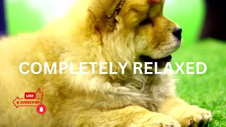 Best Sounds for puppy, soothing dog sounds for anxiety, completely relax, peaceful, calm your dog by TimeToRelax 69 views 1 year ago 10 hours, 3 minutes