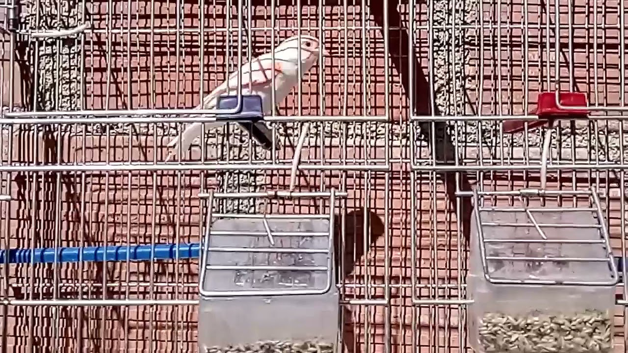 كيفية علااج مرض التواء الرقبة (النيوكاسل) لطيور