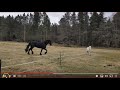 Studying Horse Behavior - Herd Hierarchy & How Lead Horses Show Leadership