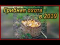 Грибная охота в 2019