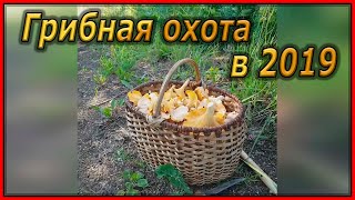 Грибная охота в 2019