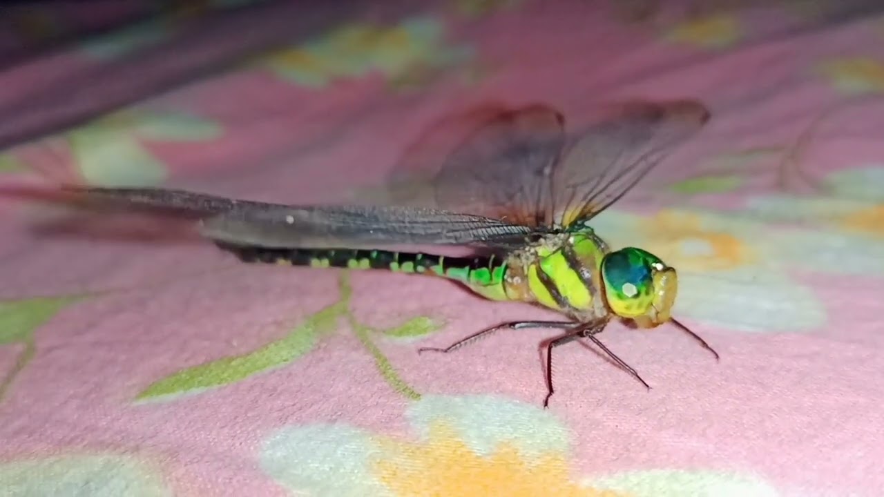 Southern hawker(Dragonfly)