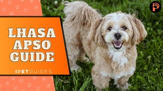 Discovering Lhasa Apso dogs| Breed Guide and Tips