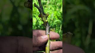 Cómo injertar palta o aguacate #plantas #jardin #injerto