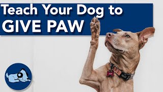 How to Teach Your Dog to Give Paw!