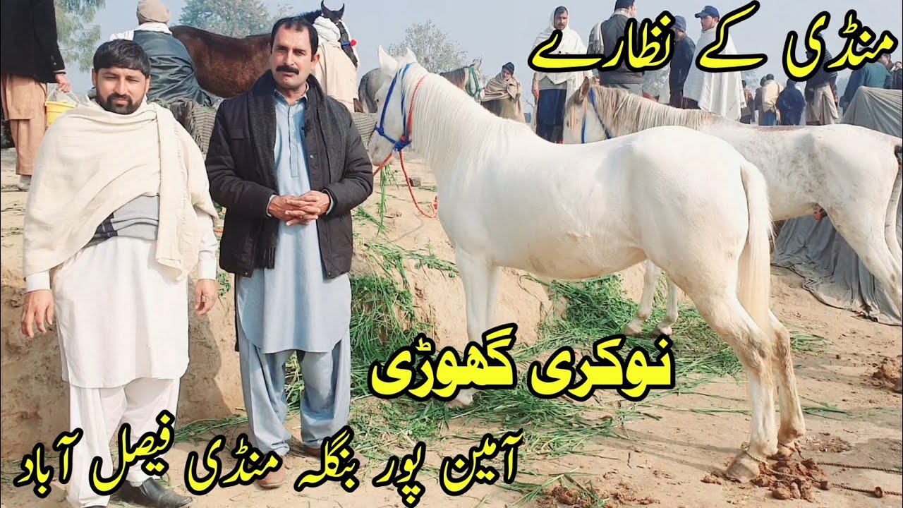 Horse Mandi Aminpur Bangla Faisalabad | Horse For Sale In Pakistan | Pk Horse Mandi